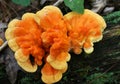 Sulphur Shelf Fungus