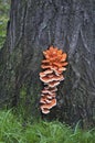 Sulphur shelf fungus