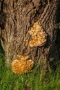 Sulphur shelf fungus