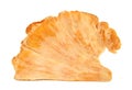 Sulphur shell chicken mushroom Laetiporus sulphure Royalty Free Stock Photo