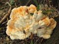 Sulphur shell chicken mushroom Laetiporus sulphure