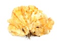 Sulphur shell chicken mushroom Laetiporus sulphure Royalty Free Stock Photo