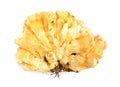 Sulphur shell chicken mushroom Laetiporus sulphure Royalty Free Stock Photo