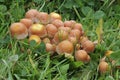 Sulphur Tuft Fungi Royalty Free Stock Photo
