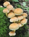 Sulphur Tuft Fungi Royalty Free Stock Photo