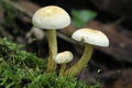 Sulphur Tuft Fungi Royalty Free Stock Photo