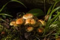 Sulphur Tuft Fungi