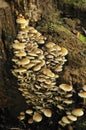 Sulphur Tuft Fungi - Hypholoma fascicular Royalty Free Stock Photo