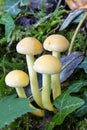 Sulphur Tuft Fungi