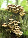 Sulphur Tuft fungus