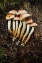 Sulphur Tuft fungus Royalty Free Stock Photo