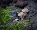 Sulphur Tuft Fungus Royalty Free Stock Photo