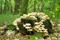 Sulphur Tuft fungus (Hypholoma fasiculare)