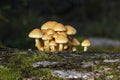 Sulphur Tuft Royalty Free Stock Photo