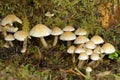 Sulphur Tuft