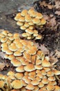 Sulphur Tuft - Hypholoma fasciculare