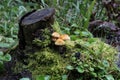 Sulphur Tuft - Hypholoma fasciculare