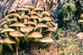 Sulphur tuft Hypholoma fasciculare mushrooms