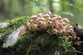 The Sulphur Tuft Hypholoma fascuiculare is a poisonous mushroom