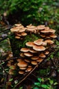 Sulphur tuft mushrooms