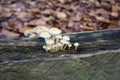 Sulphur tuft mushrooms