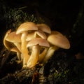 Sulphur Tuft mushrooms grow in a small cluster from the base of a rotting tree in shaded woods