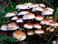 Sulphur tuft mushrooms growing on coniferous tree stump