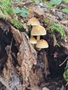 Sulphur Tuft mushrooms growing on a tree stump, hypholoma fasciculare, Bad Fussing, Germany