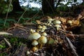 Sulphur Tuft mushrooms (Hypholoma fasciculare)