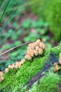 Sulphur tuft mushrooms Hypholoma fasciculare