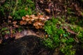 Sulphur tuft mushrooms