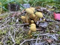 Brown-Gilled Woodlover on stump of apple tree