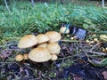 Brown-Gilled Woodlover on stump of apple tree