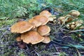 Brown-Gilled Woodlover on stump of apple tree