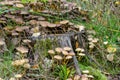 Sulphur tuft on stump of pine