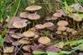 Sulphur tuft on stump of pine