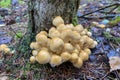 Sulphur tuft on stump of pine