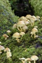 Sulphur Tuft Royalty Free Stock Photo