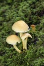 Sulphur Tuft Royalty Free Stock Photo