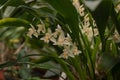 Sulphur Yellow Chelonistele sulphurea with fragrant pale yellow flowers