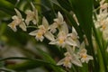 Sulphur Yellow Chelonistele sulphurea fragrant pale yellow flowers