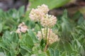 Sulphurflower buckwheat Eriogonum umbellatum var. dichrocephalum flowering plant Royalty Free Stock Photo