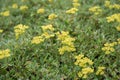 Sulphurflower buckwheat, Eriogonum umbellatum var. modocense, yellow flowering plants Royalty Free Stock Photo