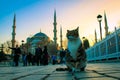 Sultanahmet mosque (blue mosque) and cat in Istanbul Turkey