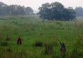 Sultanpur Bird Sanctuary (7/9) Royalty Free Stock Photo