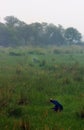 Sultanpur Bird Sanctuary (9/9) Royalty Free Stock Photo