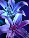 Sultry Moody Blue Lilies Background