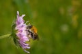 Bumble in the flower of the meadow.