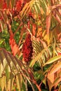 Sumac Royalty Free Stock Photo
