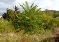 Sumac in autumn, when its pinnate leaves are bright yellow, orange to red. At the same time, cone fruits are ripening, and they be